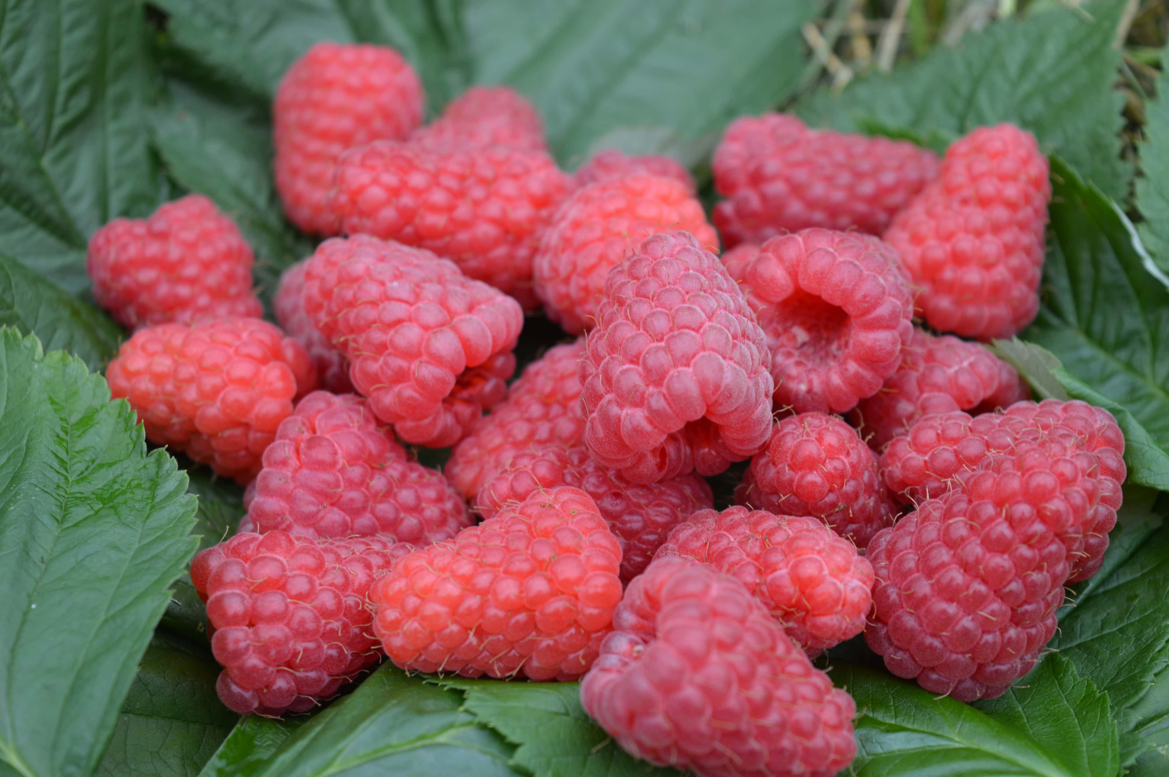 Fresh raspberries on green leaves